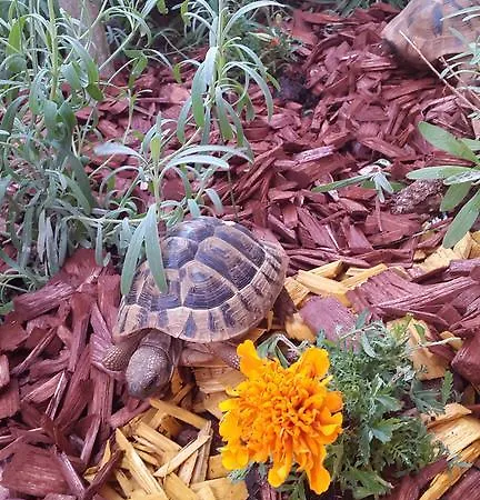 Appartamento New Lux Kala Porec