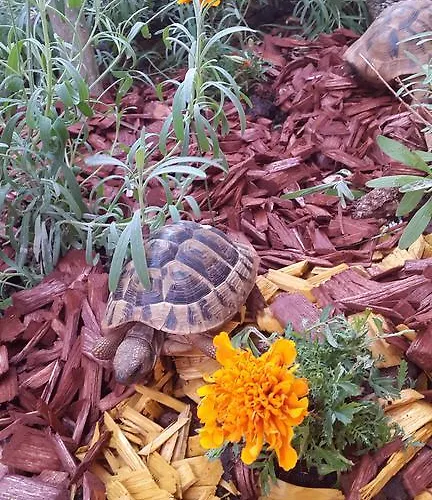 Apartman New Lux Kala Poreč