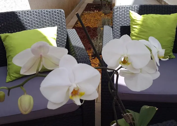 New Lux Kala بوريتش